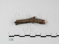 登錄號:F0023503藏品圖，第1張