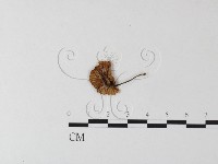 登錄號:F0023504藏品圖，第1張