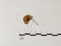 登錄號:F0023504藏品圖，第3張