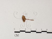 登錄號:F0023505藏品圖，第1張