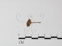 登錄號:F0023505藏品圖，第3張