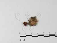 登錄號:F0023506藏品圖，第1張