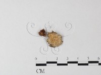 登錄號:F0023506藏品圖，第3張