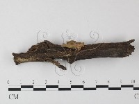 登錄號:F0023508藏品圖，第1張