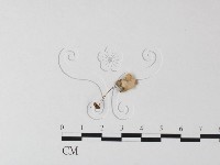登錄號:F0023509藏品圖，第1張