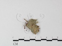 登錄號:F0023510藏品圖，第1張