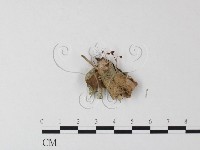 登錄號:F0023510藏品圖，第3張