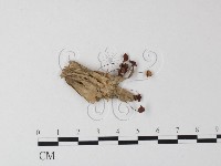 登錄號:F0023511藏品圖，第1張