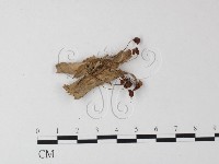 登錄號:F0023511藏品圖，第3張