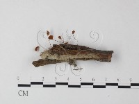 登錄號:F0023512藏品圖，第1張