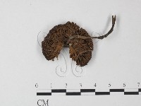 登錄號:F0023513藏品圖，第3張