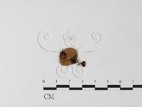 登錄號:F0023514藏品圖，第1張