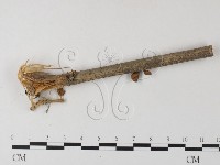 登錄號:F0023517藏品圖，第1張