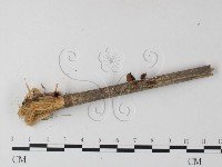 登錄號:F0023517藏品圖，第3張