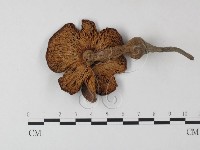 登錄號:F0023518藏品圖，第1張