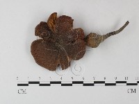 登錄號:F0023518藏品圖，第3張