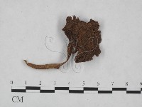 登錄號:F0023519藏品圖，第1張