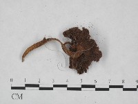登錄號:F0023519藏品圖，第3張