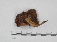 登錄號:F0023521藏品圖，第3張