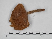 登錄號:F0023522藏品圖，第1張