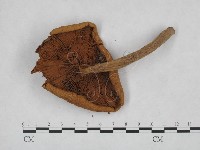 登錄號:F0023522藏品圖，第3張