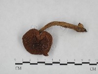 登錄號:F0023523藏品圖，第1張