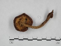 登錄號:F0023523藏品圖，第3張