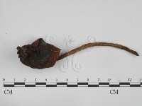 登錄號:F0023524藏品圖，第1張