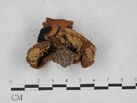 登錄號:F0023525藏品圖，第3張