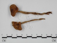 登錄號:F0023526藏品圖，第1張