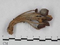 登錄號:F0023529藏品圖，第1張