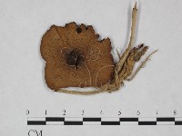 傘菌屬藏品圖，第1張