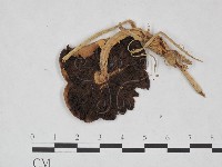 傘菌屬藏品圖，第3張