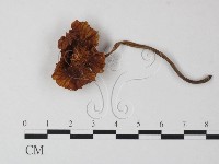 登錄號:F0023534藏品圖，第1張