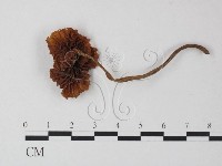 登錄號:F0023534藏品圖，第3張