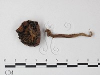 登錄號:F0023535藏品圖，第3張