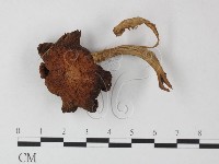 登錄號:F0023536藏品圖，第1張