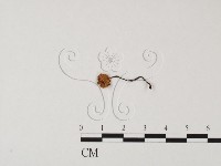 登錄號:F0023537藏品圖，第1張