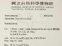 小皮傘屬藏品圖，第2張