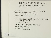 小皮傘屬藏品圖，第2張