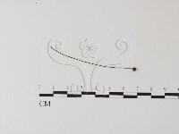 小皮傘屬藏品圖，第1張