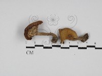 登錄號:F0023543藏品圖，第1張