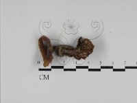 登錄號:F0023544藏品圖，第1張