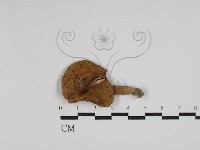 登錄號:F0023545藏品圖，第1張