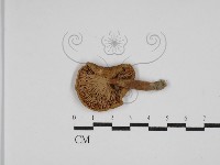 登錄號:F0023545藏品圖，第3張