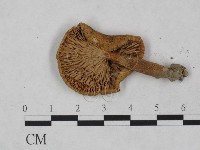 登錄號:F0023545藏品圖，第4張
