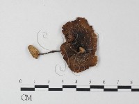 登錄號:F0023546藏品圖，第3張