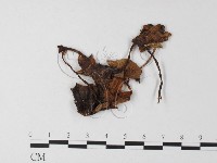 登錄號:F0023548藏品圖，第1張