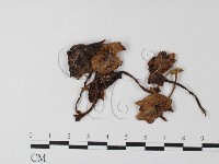 登錄號:F0023548藏品圖，第3張