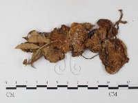 登錄號:F0023549藏品圖，第1張